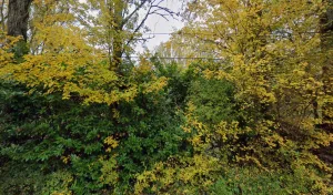 Electricien Saunelec à 31570 Bourg-Saint-Bernard