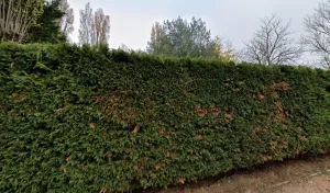 Electricien Gaudon Jean-Claude à Cologne