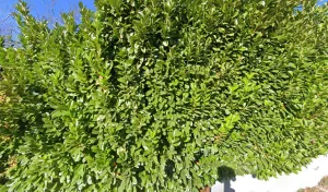 Electricien Bourgue Cédric à Villeneuve